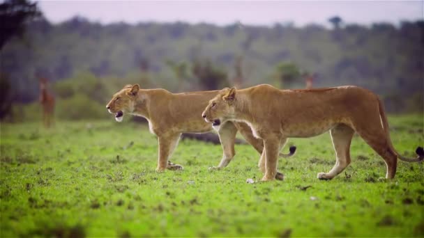 Красивая Двух Львиц Гуляющих Дикой Природе Зелеными Кустами Вокруг — стоковое видео
