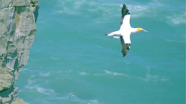 江网海鸟在海岸外飞行 — 图库视频影像