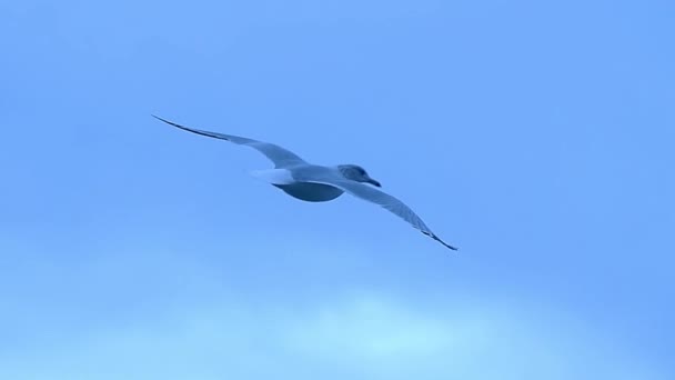 Gaviota Volando Alto Viento Gaviota Volando Hermoso Cielo Azul — Vídeo de stock