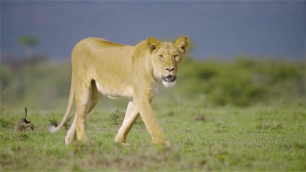 Lioness Walking Savanna African Lion Desert — Stock Video