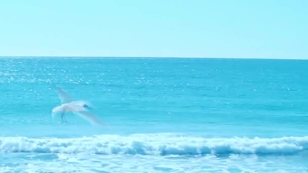 Mewa Latająca Plaży Mewa Latająca Pięknym Błękitnym Niebie Chmurze — Wideo stockowe