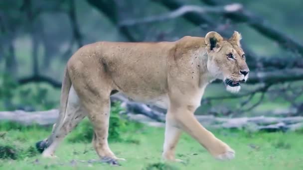 Lioness Walking Grassland — Stock Video
