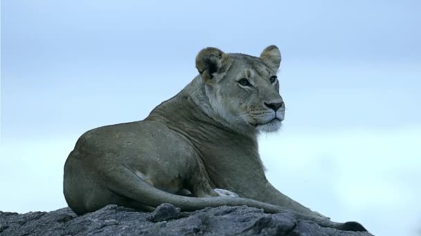 Lioness Lying Rocks Beautiful Scenery Savanna Sunset — Stock Video