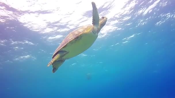 Groene Schildpad Zwemmend Onder Water Blauwe Zee — Stockvideo