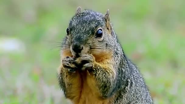 Grey Squirrel Eating Nut — Stock Video