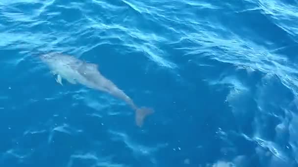晴れた日に透明な青い水でボートと一緒に泳ぐイルカ — ストック動画