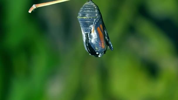 Butterfly Hatching Out Pupa Metamorphosis Become Beautiful Butterflies — Stock Video