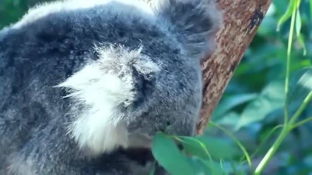 Bela Vista Perto Koala Urso Sobre Árvore Eukalyptus Comendo Folhas — Vídeo de Stock