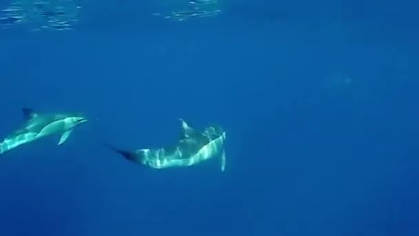 Rebanho Golfinhos Nadando Brincando Frente Barco Mar Aberto — Vídeo de Stock