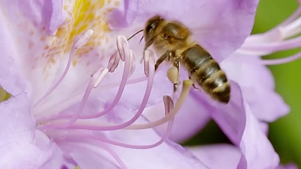 Zblízka Včela Sbírá Pyl Fialovém Květu — Stock video