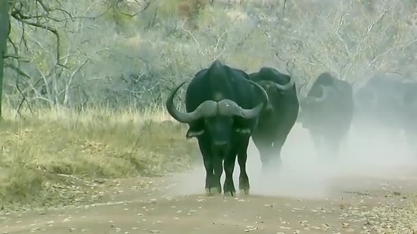 Büffel Laufen Auf Staubigen Wiesen — Stockvideo