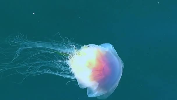 Білі Медузи Танцюють Поверхні Морської Води — стокове відео