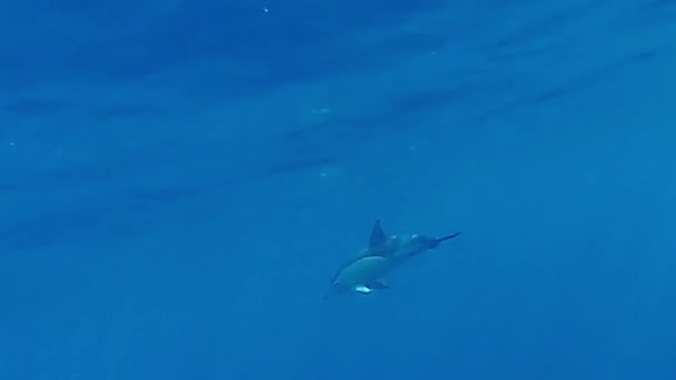 Дельфін Плаває Наодинці Чистому Водному Блакитному Морі — стокове відео