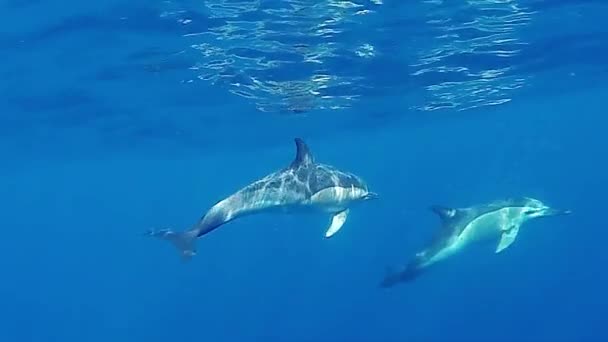 2匹のイルカが海で泳いでいる 青空と日光の大きな曲がりくねった海の波が水線で分離し 気泡で水中部分に分離する水中ビュー — ストック動画