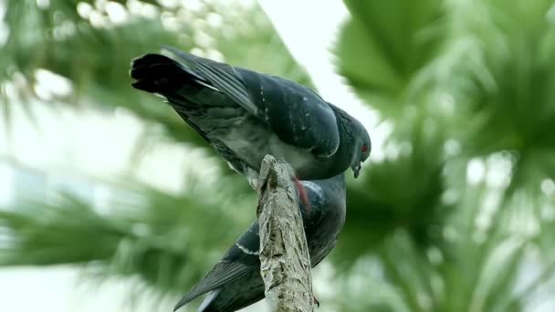 Ζευγάρι Περιστεριών Που Κάθονται Ξύλινο Στύλο Φόντο Πράσινα Φυτά — Αρχείο Βίντεο