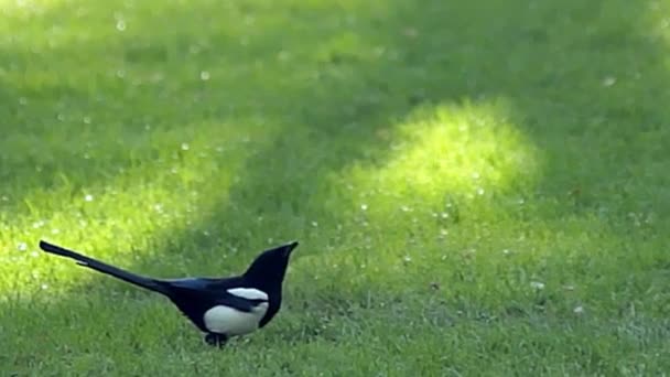 Pájaro Comiendo Hierba Día Soleado — Vídeos de Stock