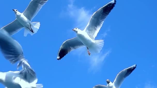 透明な青空で飛ぶシーガルの美しいショットのクローズアップ — ストック動画