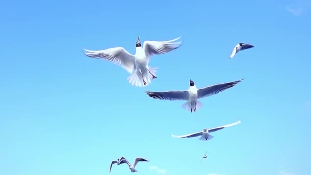 近处的海鸥在美丽的蓝天上飞翔 — 图库视频影像