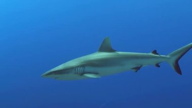 Beyaz köpekbalığı mavi okyanusun derinliklerine yaklaşır ve mercan resifinin üzerinde yüzer.