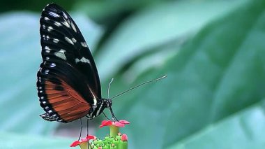 Kelebek çiçekte, uçar gider