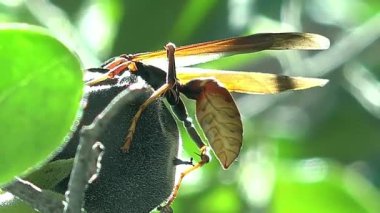 Böcek eşekarısı bir meyvenin üzerinde oturur.