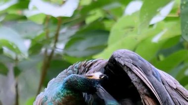 Kendini kaşıyan bir tavus kuşu.