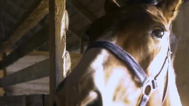 Güneş ışığıyla aydınlatılmış güzel kahverengi bir atın portresi. Yaklaş, at yetiştiriciliği.. 