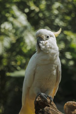 Yellow crested cockatoo is one of the most exotic cockatoo in Indonesia