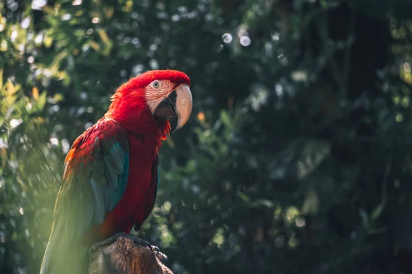 Found this beautiful bird, called Red Ara or many people call it Macaw, but whatever the name is, they are beautiful creatures. Landscape shot great for wallpaper and background.