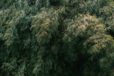 green bamboo forest background landscape