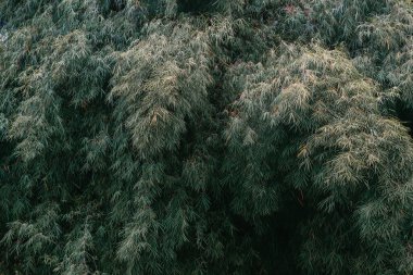 green bamboo forest background landscape