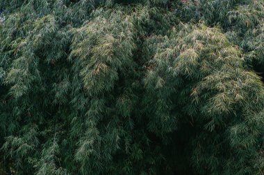 green bamboo forest background landscape