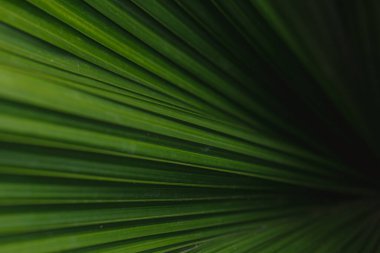 Green palm leaf layered texture contrast background