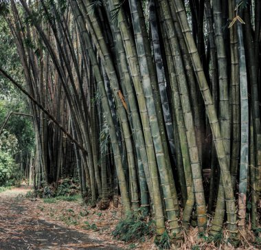 bamboo forest background with side walk