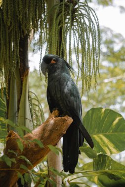 Kakatua Raja, the endemic bird from Papua, Indonesia is standing on a branch