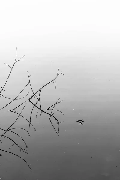 minimalist black and white branches in the water with reflection and wide angle