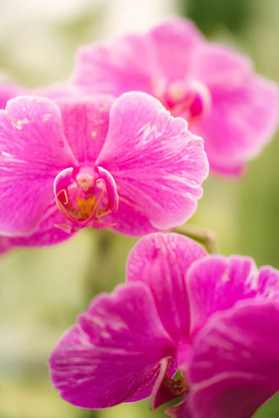 close up pink orchid in the garden with blurry background