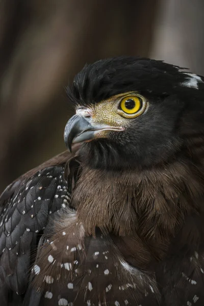 Elang Ular Birdo or Spilornis is an Asian bird and Aves class