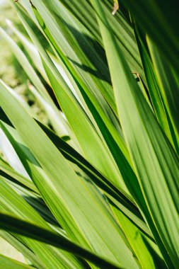 Green palm leaf with sun light