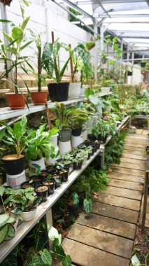 Various potted plants arranged in greenhouse. Plant lovers concept. Green house plants modern interior decoration. Pathway of a garden center and plants