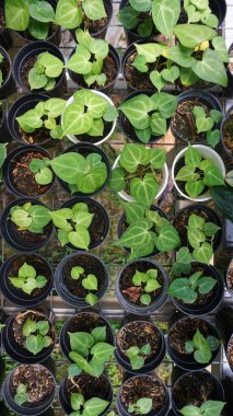 green plants in pot top view angle no people. go green lifestyle at home.