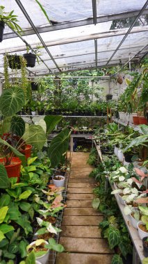 Various potted plants arranged in greenhouse. Plant lovers concept. Green house plants modern interior decoration. Pathway of a garden center and plants