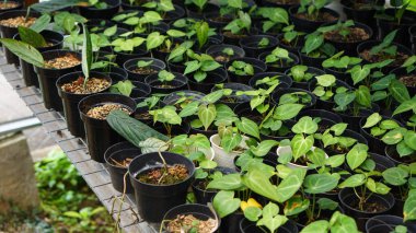 Various potted plants arranged in greenhouse. Plant lovers concept. Green house plants modern interior decoration. Pathway of a garden center and plants