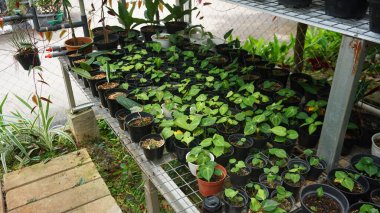 Various potted plants arranged in greenhouse. Plant lovers concept. Green house plants modern interior decoration. Pathway of a garden center and plants