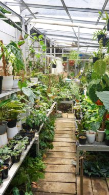 Various potted plants arranged in greenhouse. Plant lovers concept. Green house plants modern interior decoration. Pathway of a garden center and plants