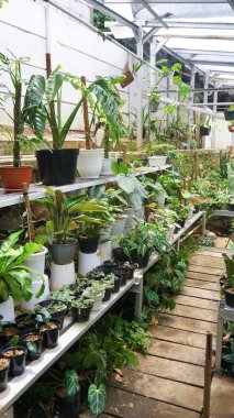 Various potted plants arranged in greenhouse. Plant lovers concept. Green house plants modern interior decoration. Pathway of a garden center and plants