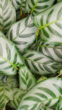 Fresh foliage of Calathea zebrina (The zebra plant) - Green leaf layer nature abstract background
