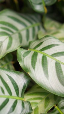 Fresh foliage of Calathea zebrina (The zebra plant) - Green leaf layer nature abstract background