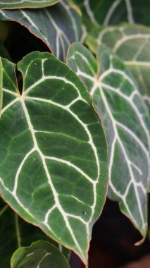 Tanaman kuping gajah or Anthurium is one of the most popular ornamental plants with beautiful leaves. Selective focus and close up.