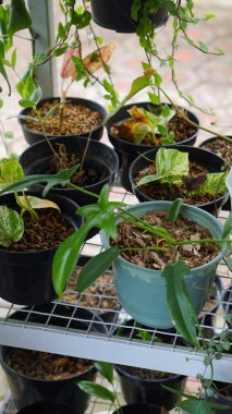 Various potted plants arranged in greenhouse. Plant lovers concept. Green house plants modern interior decoration. Pathway of a garden center and plants
